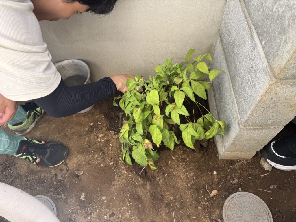 工事の際に一度撤去した植木は、丁寧に植えなおしました。
